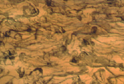 Detail of RectoVerso